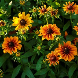 Mother Nature's Seeds Black Eyed Susan DWARF RUSTIC Flower Mix Butterflies Rudbeckia Non-GMO 500 Seeds