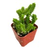 USKC Live Succulent Cactus Plants (2" Pot Crassula Muscosa Watch