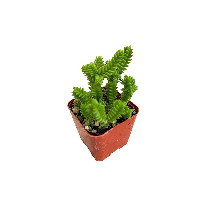 USKC Live Succulent Cactus Plants (2" Pot Crassula Muscosa Watch