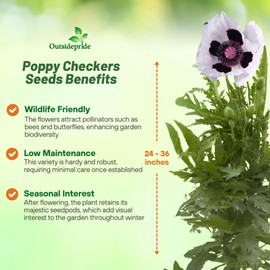 Outsidepride Papaver Orientale Poppy Seeds for Planting - 100 Pcs. Annual, Drought-Tolerant & Easy to Grow Wildflower Seeds with Vibrant Purple Blooms for Landscaping, & Pollinator Garden