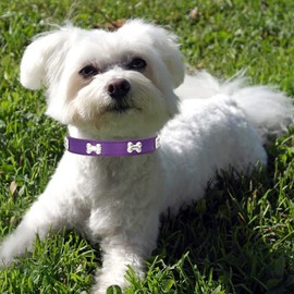 HALFSUMO Leather Dog Collar Dog Collar Combo Set Dog Collars Adjustable Puppy Collar for Small Medium Dogs Cats Purple M