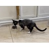 Rabbit Fur Mouse Cat Toys with Bell, Rope & Crinkle