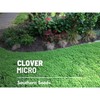 Southern Seeds Clover, Micro (Mini) - 10,000 Seeds - Lawn