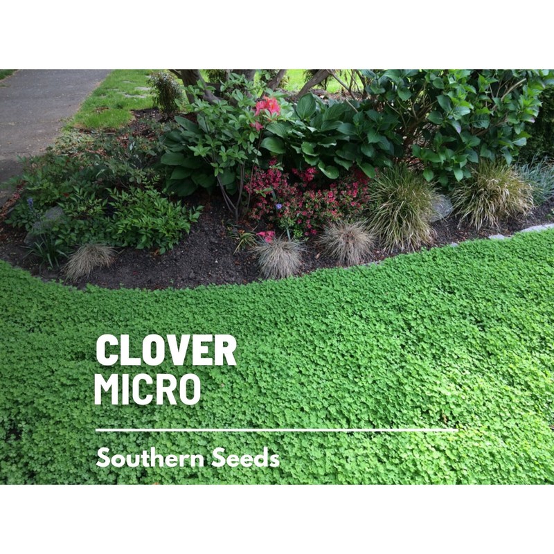 Southern Seeds Clover, Micro (Mini) - 10,000 Seeds - Lawn