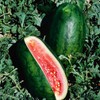 Congo Watermelon Seeds - Extra Sweet Heirloom Variety