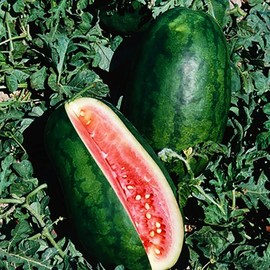 Congo Watermelon Seeds - Extra Sweet Heirloom Variety
