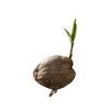 Sprouted Coconut For Planting or Eating
