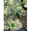 Carnivero Nepenthes Vetchii Kelabit Highlands x S.O.M. x L.V.B.