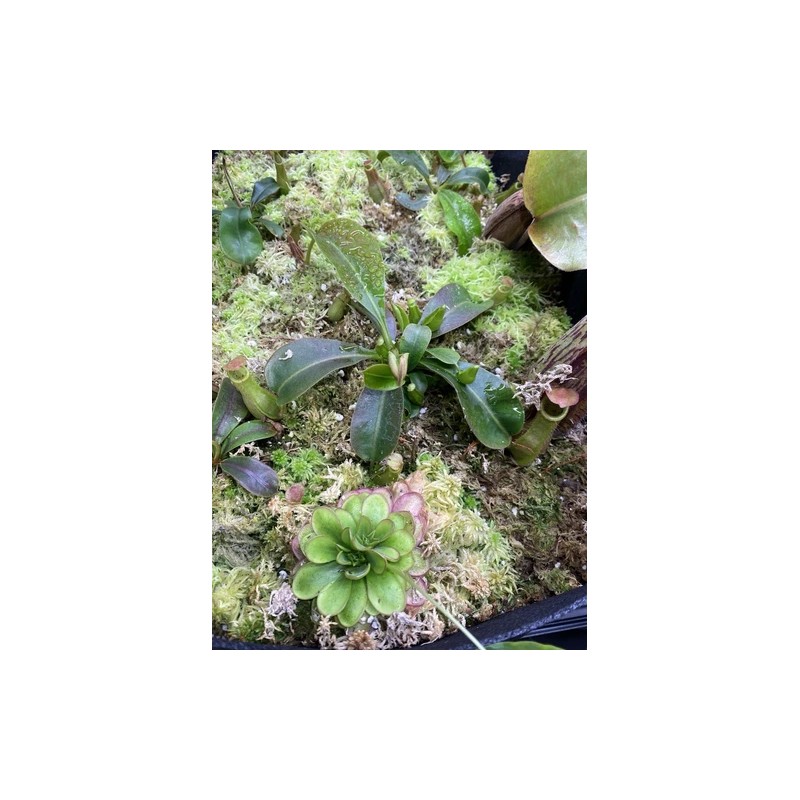 Carnivero Nepenthes Vetchii Kelabit Highlands x S.O.M. x L.V.B.