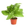 Shop Succulents Pothos Hanging Plant, Live Indoor Plant, Easy Care