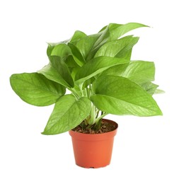Shop Succulents Pothos Hanging Plant, Live Indoor Plant, Easy Care Hanging Ivy Houseplant in Nursery Pot, Air Purifying Plant in Soil, Housewarming, Home Décor, 5-8 Inches Tall
