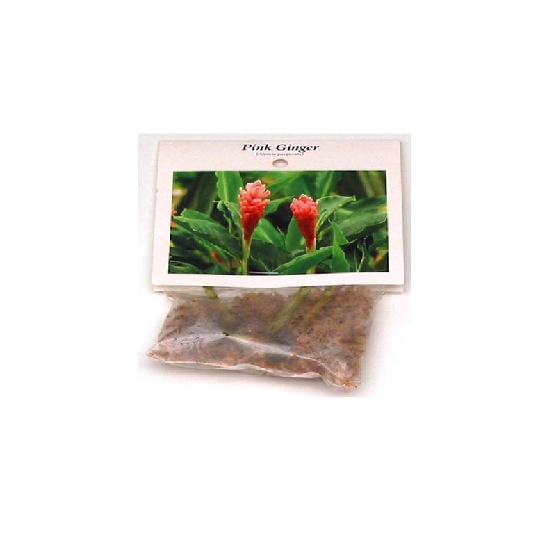 Pink Hawaiian Ginger Alpinia Purpurata Roots and Plants Kanoa Hawaii