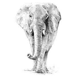 ROYAL BRUSH Sketching Made Easy Kit, 9-Inch by 12-Inch, Elephant