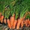 Royal Chantenay Carrot Seeds - 4 Oz ~80,000 Seeds -