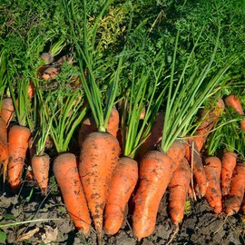 Royal Chantenay Carrot Seeds - 4 Oz ~80,000 Seeds - Non-GMO, Heirloom Vegetable Garden Seeds - Gardening, Micro Greens