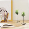 6 Packs Air Plant Holder, 3 Sizes Air Plants Live