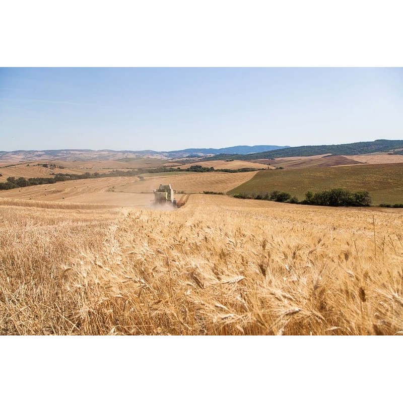 Pasta Panarese Premium Tuscan Rigatoni, 17.6 Oz | 500g