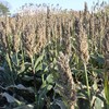 Hale Habitat & Seed Grain Sorghum Food Plot Seed, 5
