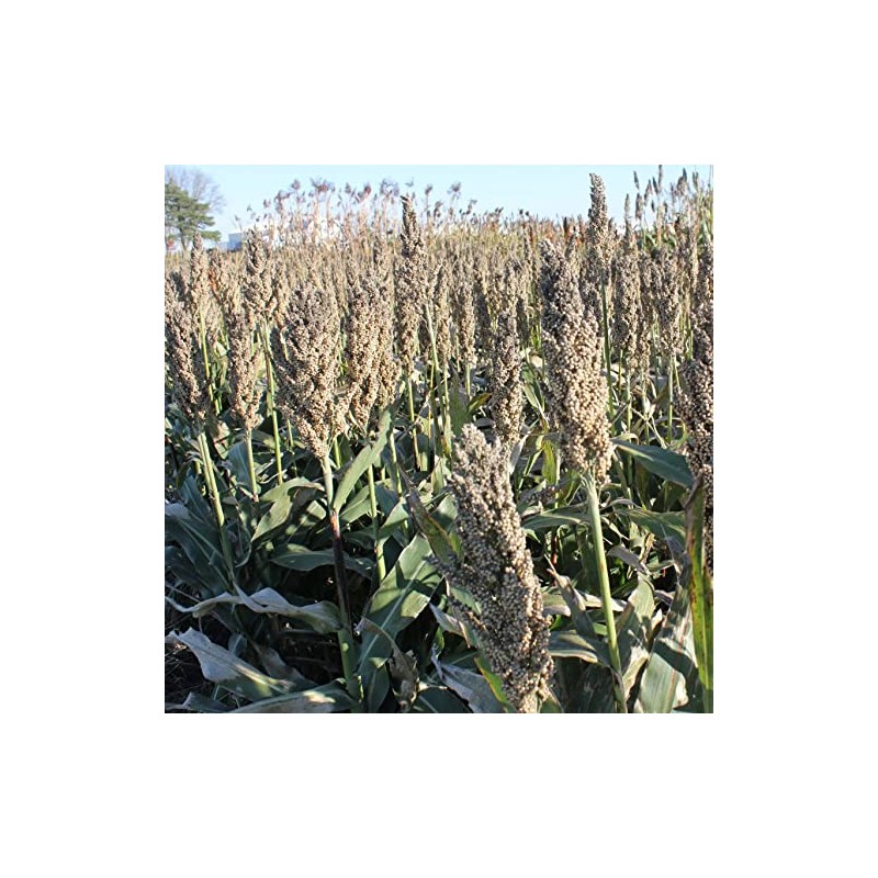 Hale Habitat & Seed Grain Sorghum Food Plot Seed, 5