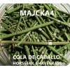 MAJCKA4 COLA DE CABALLO ½ oz. ENTERO Hierbas HORSETAIL SHAVEGRASS