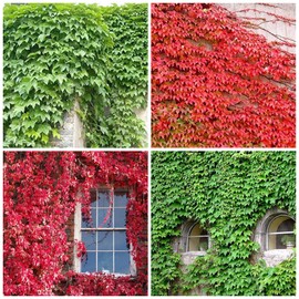 100 Seeds Ivy Vine Liana Seeds Green Vines Climbing Beautiful Ground-Creeping Plants Ideal for Covering Walls Garden Plant