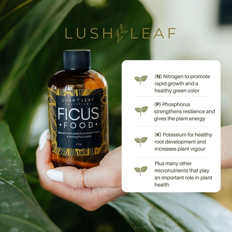 Lush Leaf | Plant Food (Ficus)