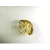 Amphipods 1000 cnt + Free Copepods 32 Mix 12,000 5