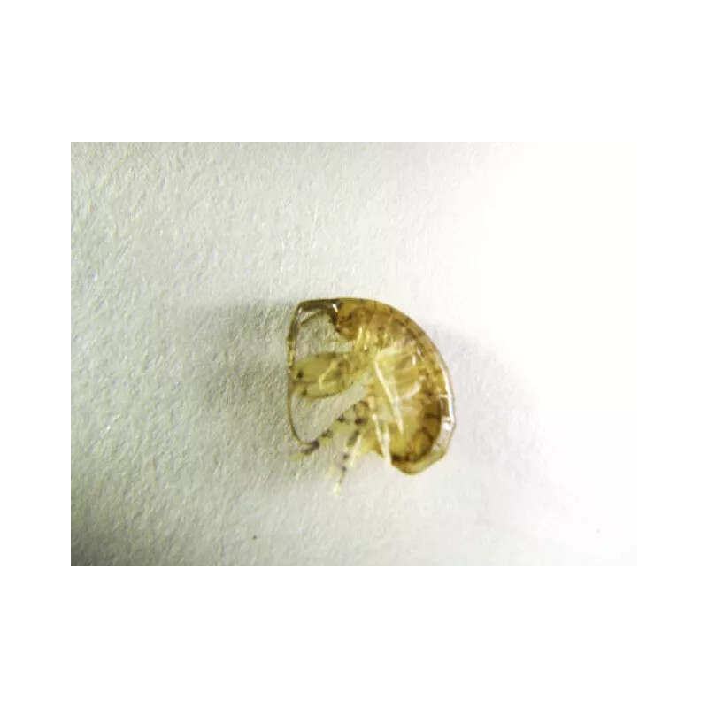 Amphipods 1000 cnt + Free Copepods 32 Mix 12,000 5