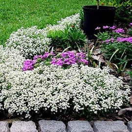UtopiaSeeds Sweet Alyssum Carpet of Snow Seeds - Perennial Ground Cover - 2-5 Inches Tall