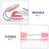 Giant Teeth Dental Demonstration Model with Toothbrush, Enlarged 6 Times