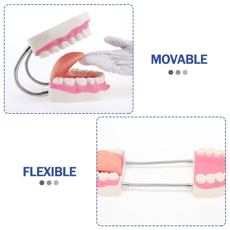 Giant Teeth Dental Demonstration Model with Toothbrush, Enlarged 6 Times