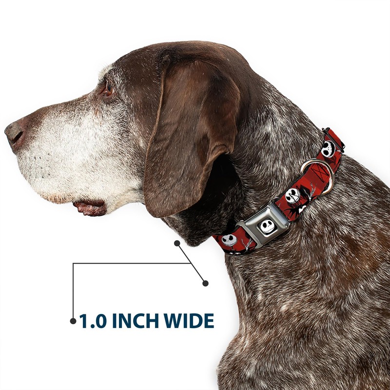 Buckle-Down Collar de Perro con Hebilla para cinturón de Seguridad