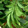 Sem Phali Heirloom Flat Bean Seeds for Planting, Non-GMO, Set