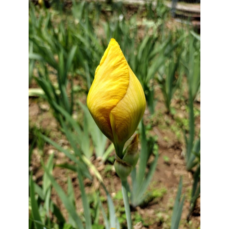 Fresh 6 BEARDED IRIS PLANTS RHIZOMES FRESH MIXED VARIETIES