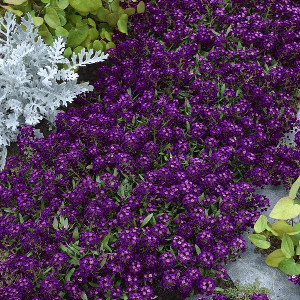 Outsidepride Oriental Nights Alyssum Seeds - 5000 Pcs Annual, Drought-Tolerant