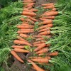 ATLAS Carrot -Atlas Nutri