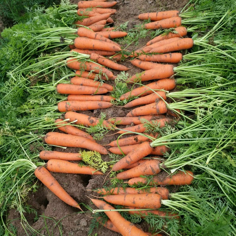 ATLAS Carrot -Atlas Nutri
