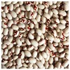 Everwilde Farms - 100 Soldier Dry Bean Seeds - Gold