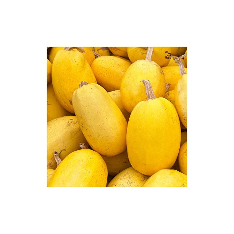 Everwilde Farms - 1 Lb Organic Vegetable Spaghetti Winter Squash