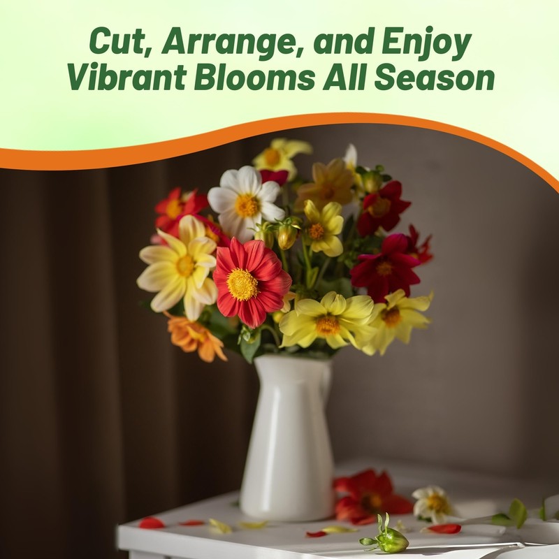 Outsidepride Opera Mix Dahlia Seeds for Planting - 400 Pcs