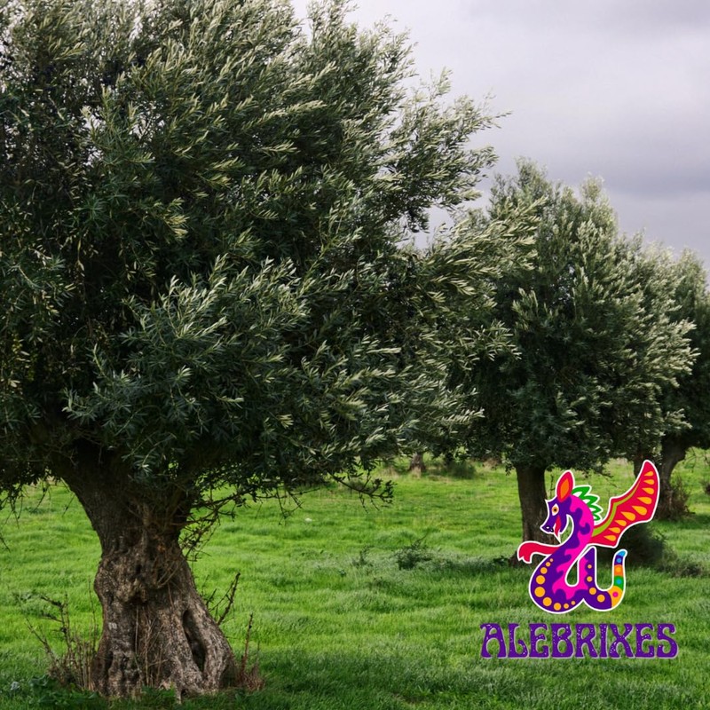 Alebrixes | Olive Leaf Herbal Tea (4oz)| Premium Quality Whole