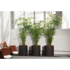 Fan Plant 4+ Bamboo Plants w/Roots Umbrella Palm (Cuperus) thuy