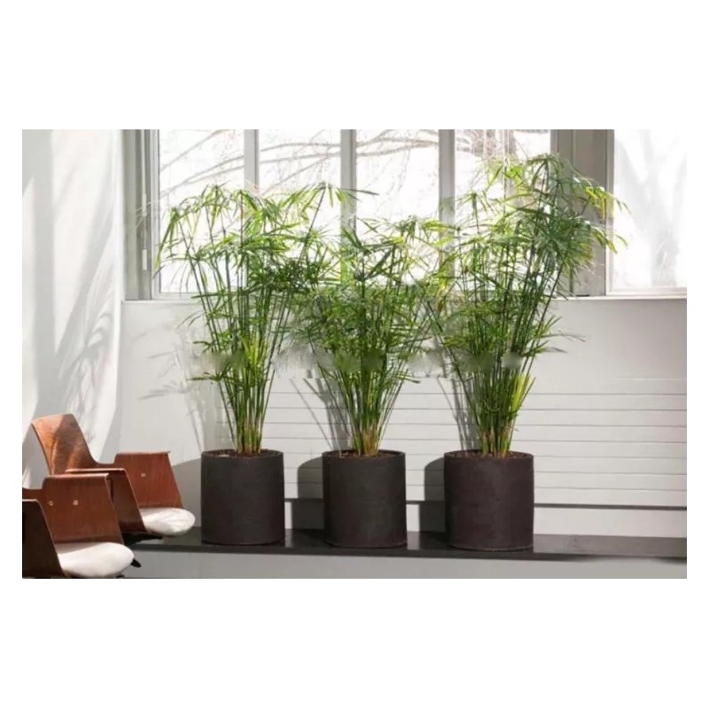 Fan Plant 4+ Bamboo Plants w/Roots Umbrella Palm (Cuperus) thuy