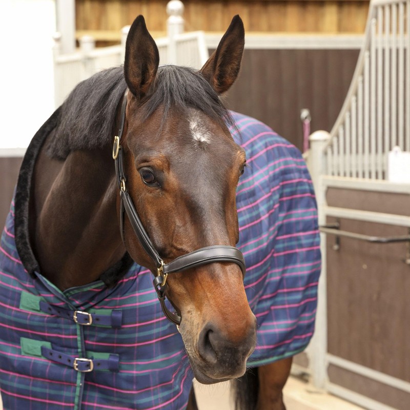 Shires Tempest Plus 100 Stable Rug - Navy Tartan 6ft6
