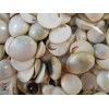 Florida Shells and Gifts 12 Pale Cat Eye Shells Seashells