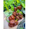 Carolina REAPER Chocolate Fire Pepper Seeds Super Hot 2.2+ Million