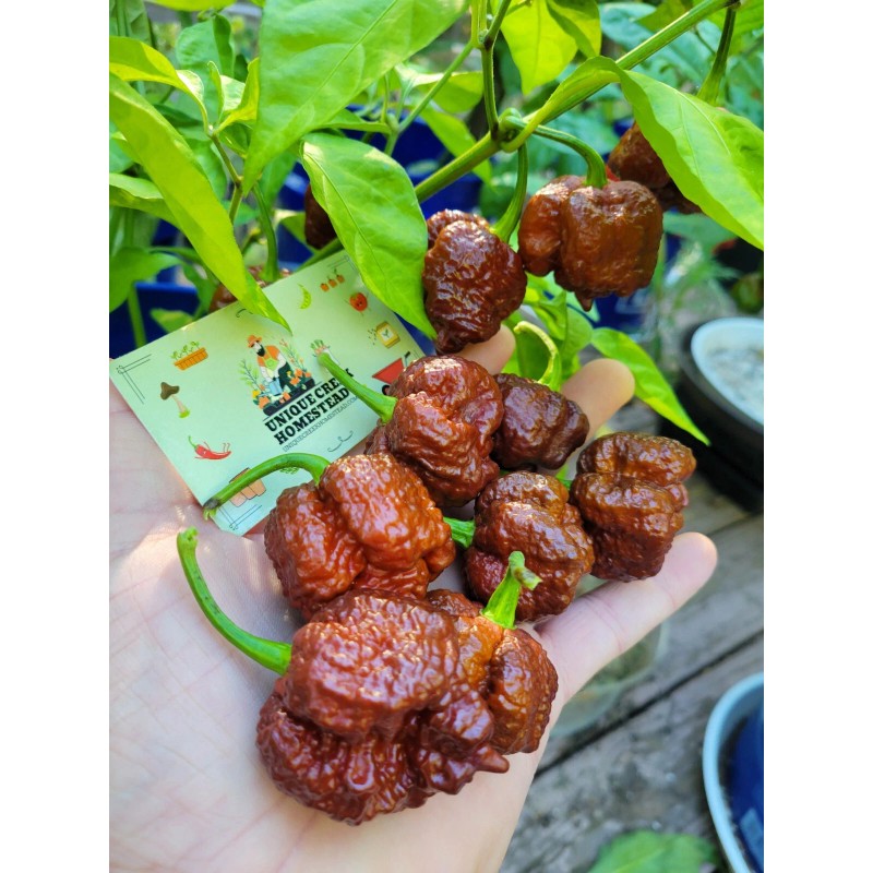 Carolina REAPER Chocolate Fire Pepper Seeds Super Hot 2.2+ Million