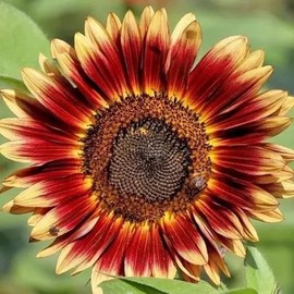Indian Blanket Sunflowers Seeds for Planting Vibrant Sunflowers in Home Outdoor Garden – Heirloom Open Pollinators Sunflower Seeds, Great Gardening Gift – 2 Packets
