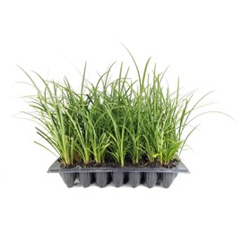 Evergreen Giant Liriope Muscari - 20 Live Plants - Drought Tolerant Low Maintenance Evergreen Groundcover Grass