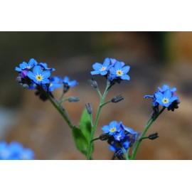 Tall, Blue Bouquet Flower ”Chinese Forget-Me-Not” - an Essential Addition to The Cut Flower Garden | USA Grown Heirloom Seeds by Liliana's Garden |